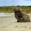 Lachtan novozelandsky - Phocarctos hookeri - New Zealand sea lion - whakahao 0208